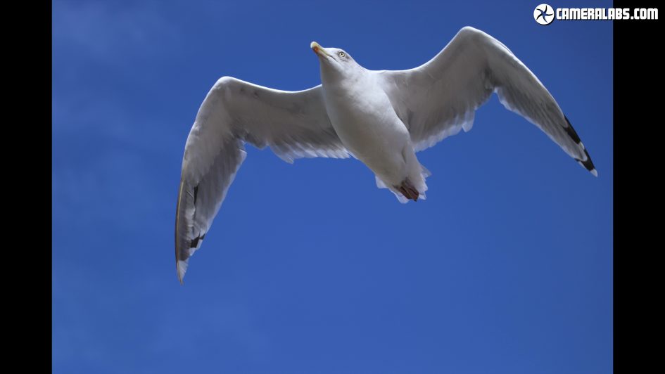 canon-eos-850d-t8i-review-20