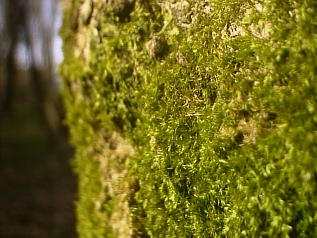 canon-powershot-350-sample-image-AUT_0985