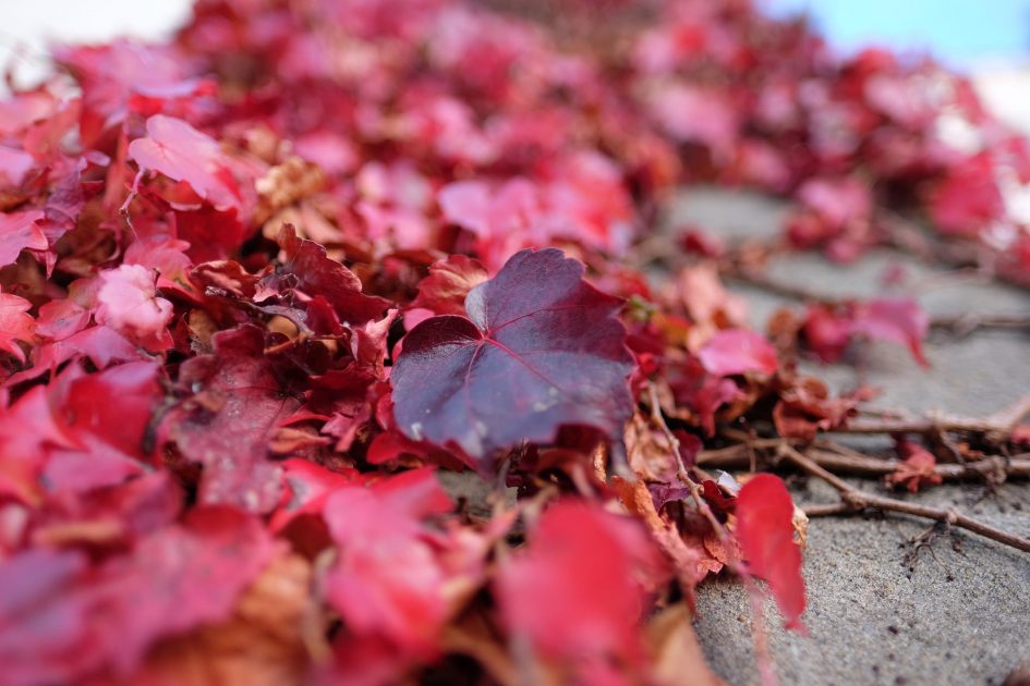 fujixt10_sample_1_2000